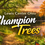 Lewis Center Ohio Champion Trees