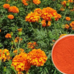 Zeaxanthin and Lutein for Eye Health