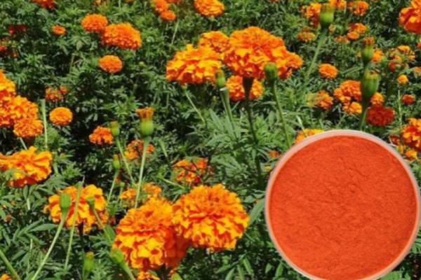 Zeaxanthin and Lutein for Eye Health