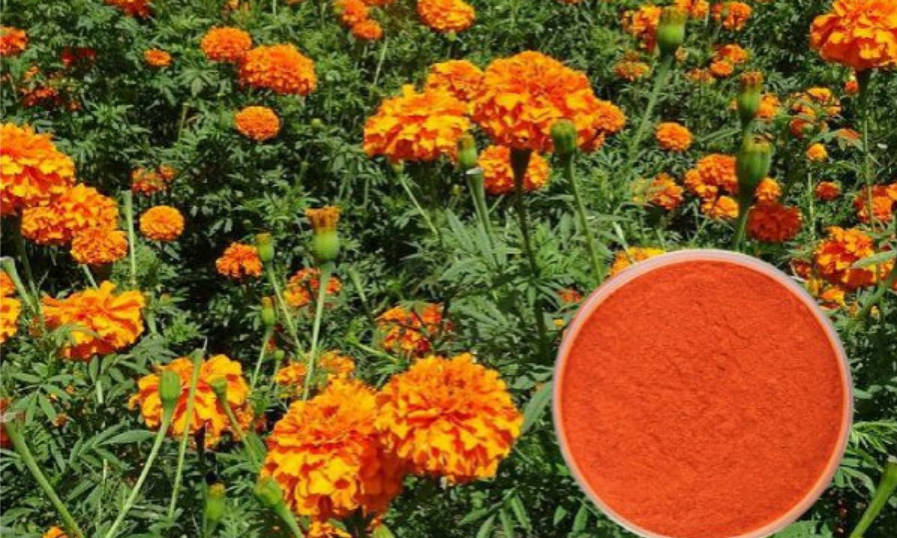 Zeaxanthin and Lutein for Eye Health